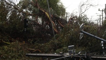   Sistema frontal: La Araucanía registra caídas de árboles y Biobío lluvias de hasta 80 milímetros 