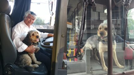  Chofer fue despedido por manejar con su perro: Can será acreditado como apoyo emocional 