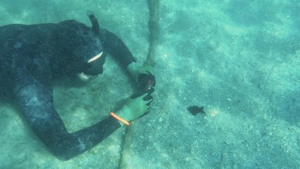  EE.UU.: Científicos alertan sobre enfermedad que amenaza a las estrellas de mar  