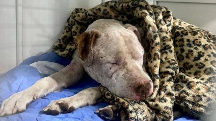   PDI investiga caso de perrito que fue agredido y apuñalado 15 veces en Calama 