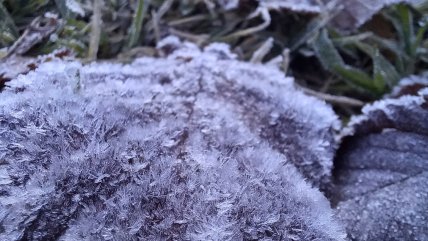 Heladas extremas en La Araucanía: Temperaturas alcanzan los -14.5°C  