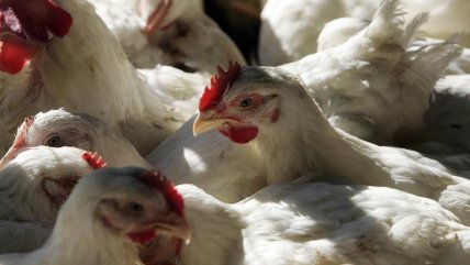  Chile suspendió importaciones avícolas desde Argentina por brote de influenza aviar  